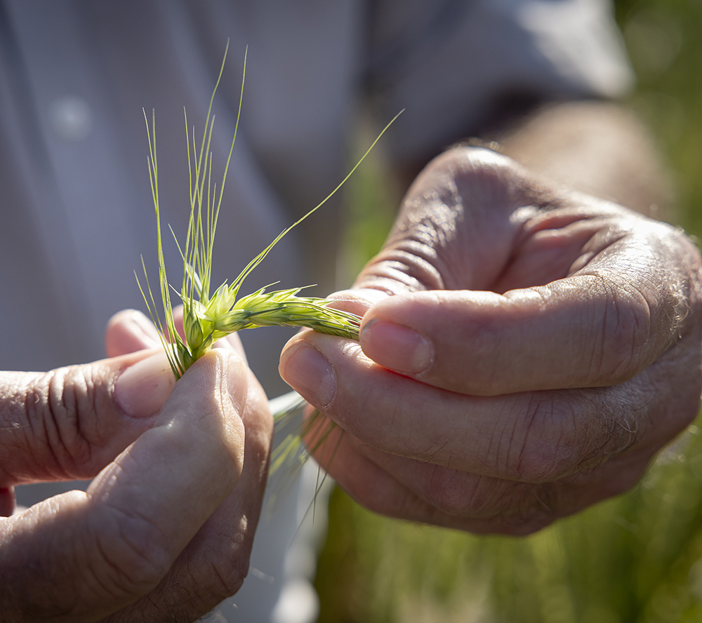Closeup of researcher's hands holding a sprig of wheat