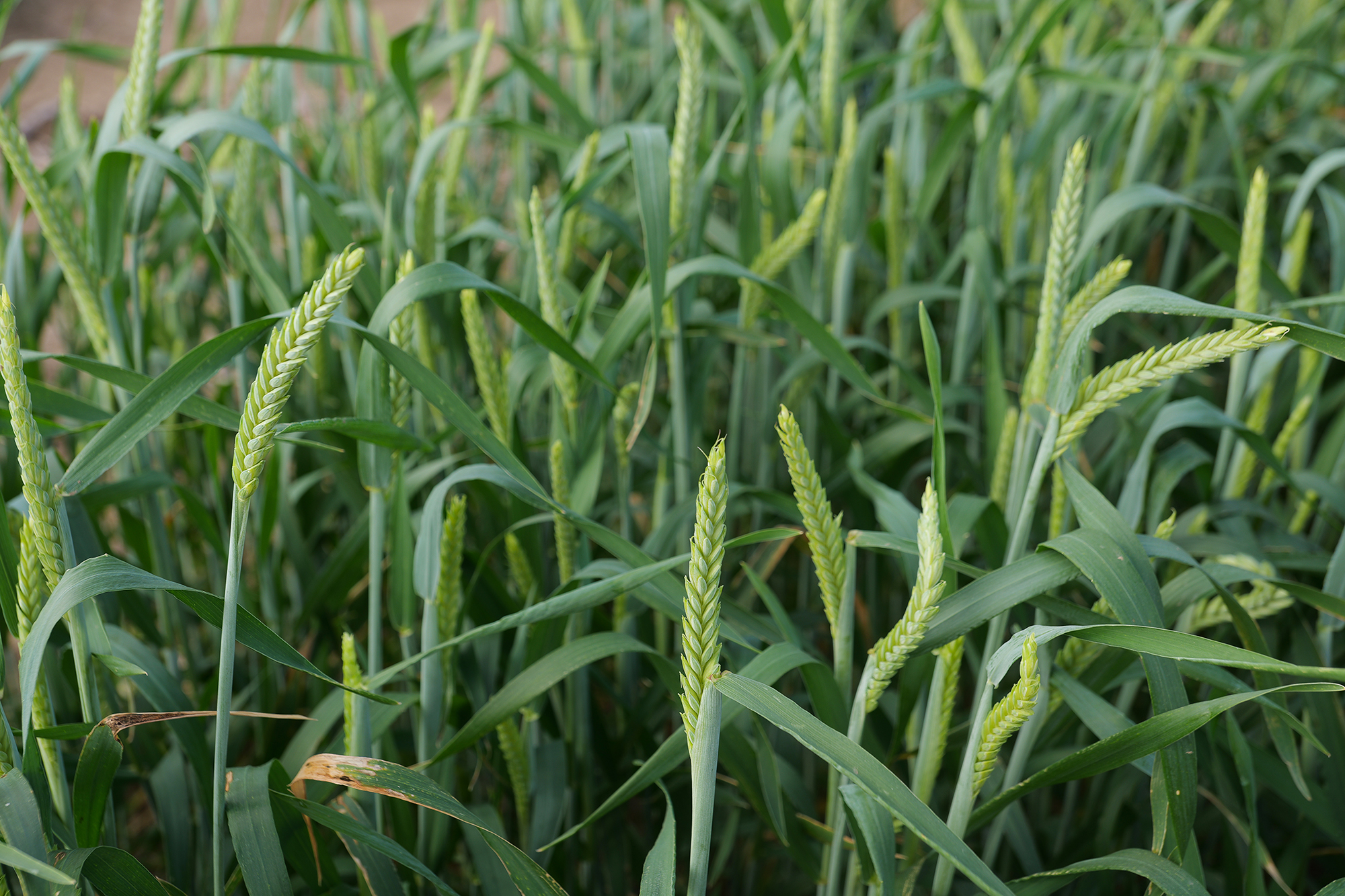 Triticale test plots at the LSU AgCenter Doyle Chambers Central Research Station in Baton Rouge. Photo by Olivia McClure/LSU AgCenter