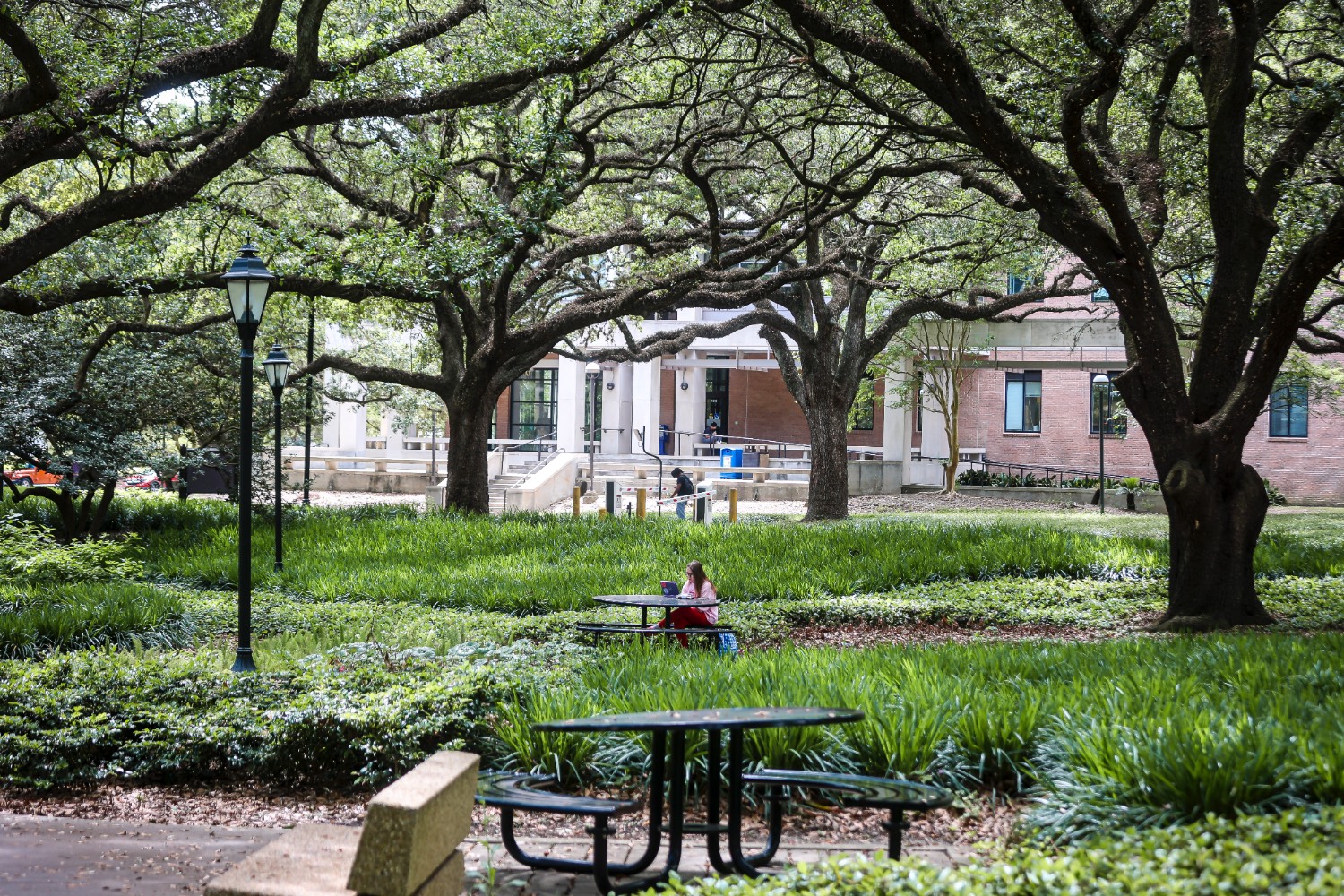 Memorial Oak Grove