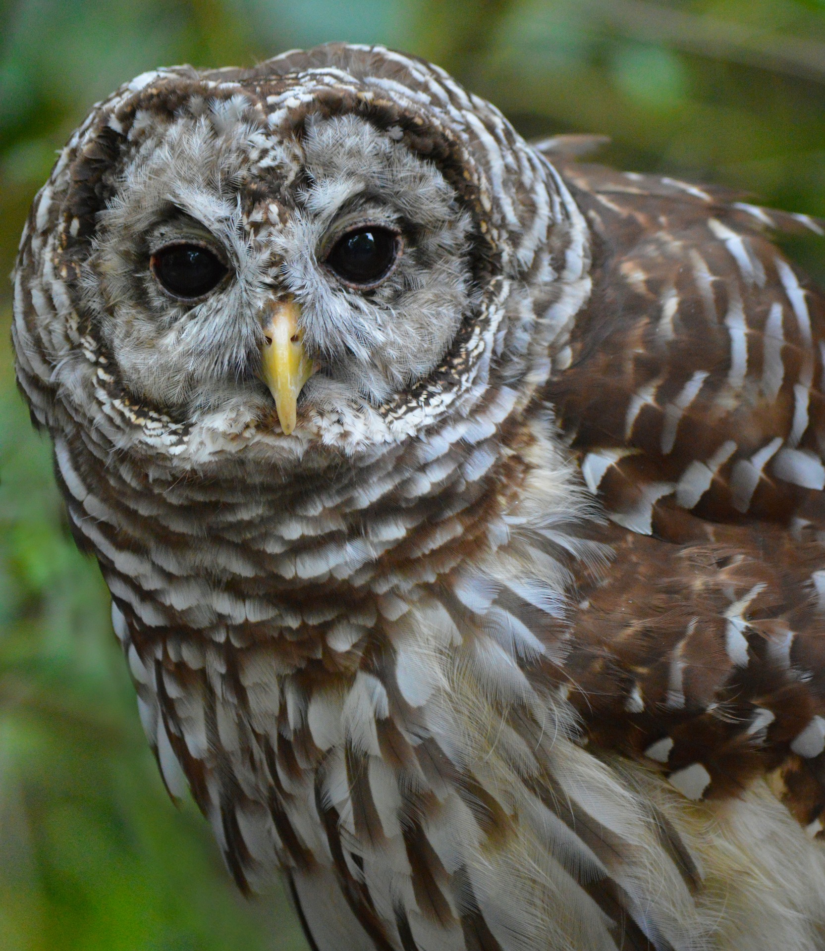 barred owl