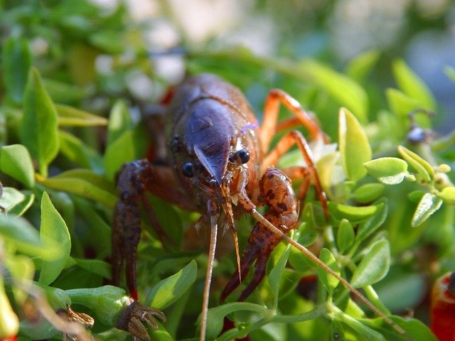 crawfish