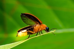 fire fly