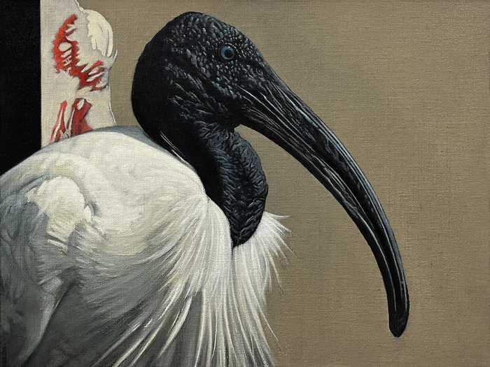 Cave Painting #17: Black Headed Ibis black headed ibis on gold background