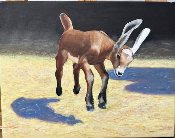 Jump for Joy baby goat jumping