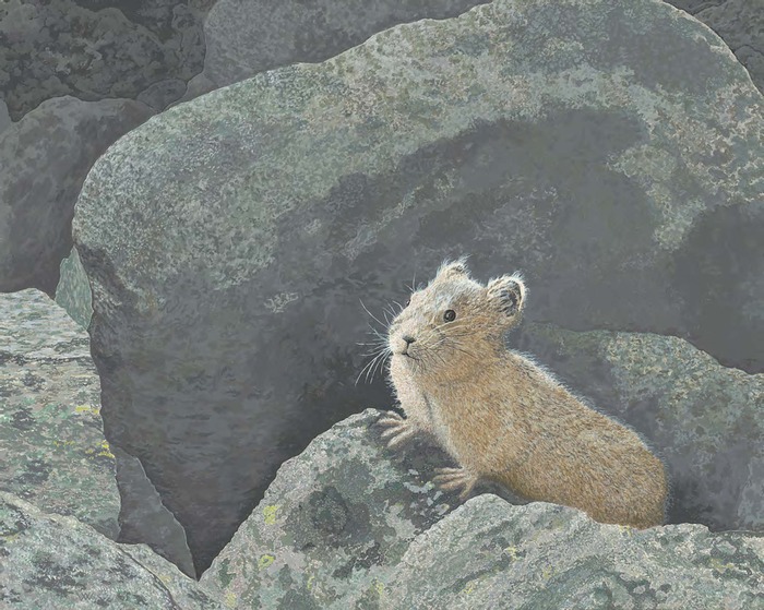 Rocky Mountain Pika pika in the mountains